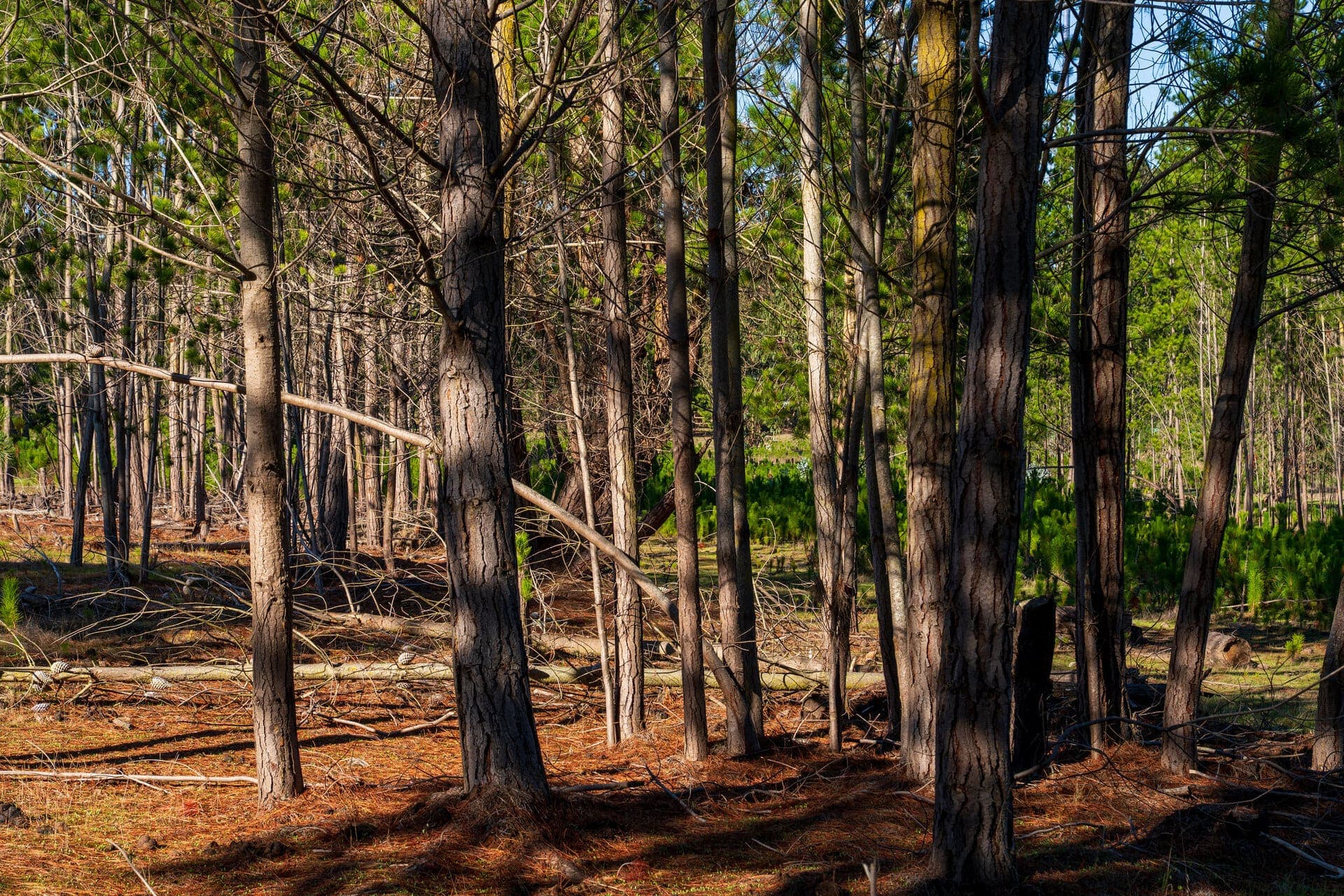 Sector residencial Condominio Peñablanca