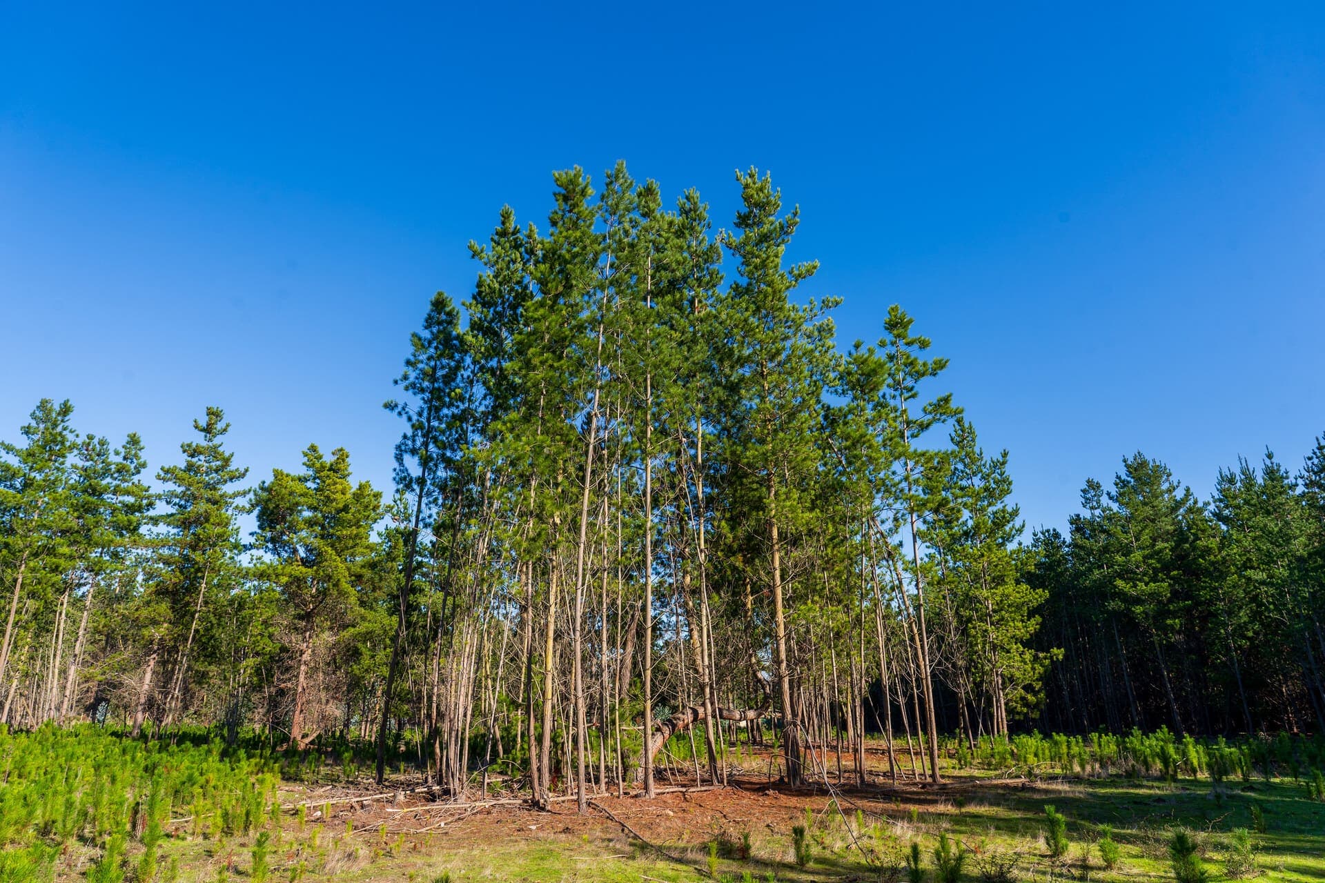Terreno plano y despejado del proyecto