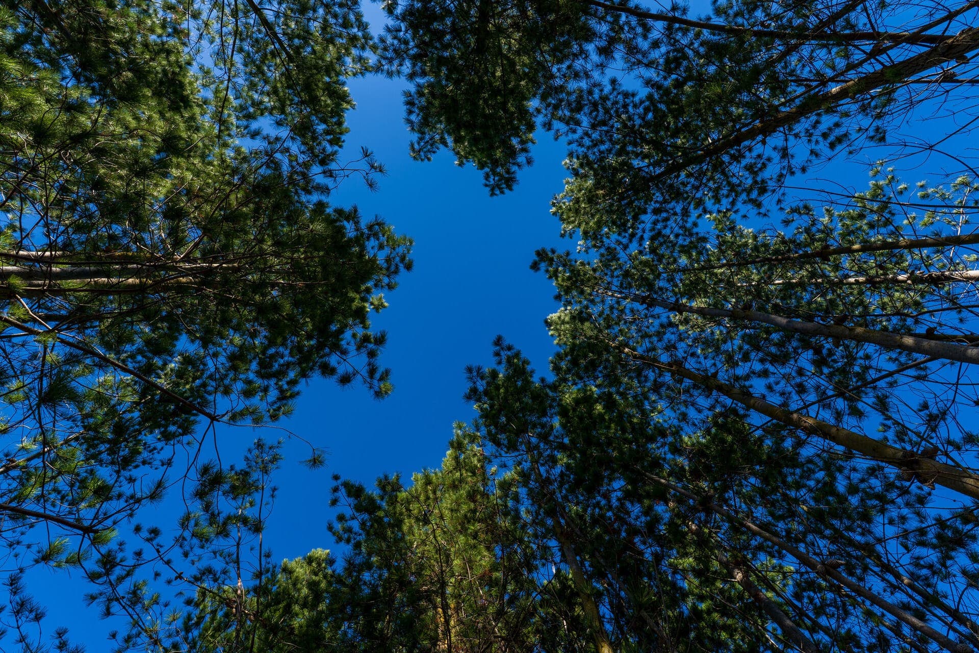 Bosque y vegetación nativa de la zona
